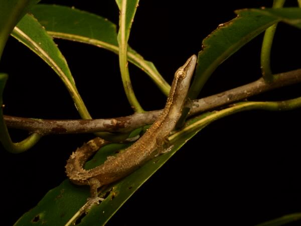 Boettger’s Clawless Gecko (Ebenavia boettgeri)