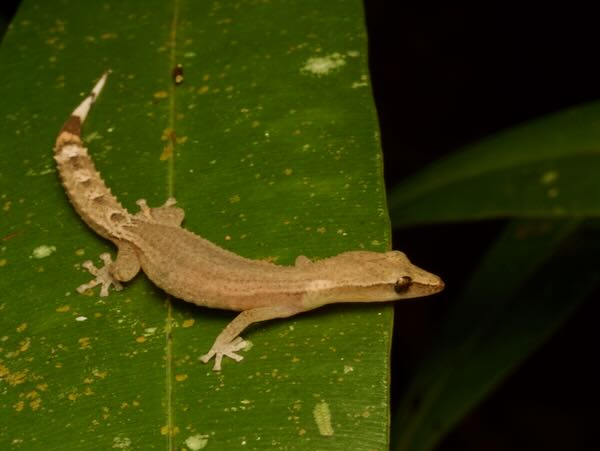 Boettger’s Clawless Gecko (Ebenavia boettgeri)