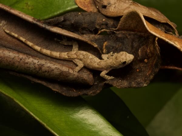 Farquhar Half-toed Gecko (Hemidactylus mercatorius)