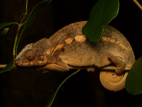 Panther Chameleon (Furcifer pardalis)