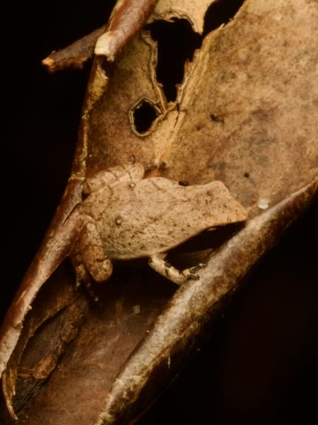 Mahanoro Digging Frog (Plethodontohyla notosticta)