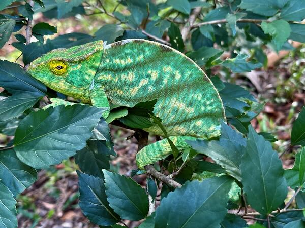 Parson’s Chameleon (Calumma parsonii parsonii)