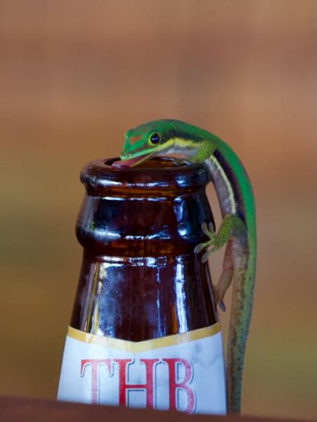 Lined Day Gecko (Phelsuma lineata lineata)