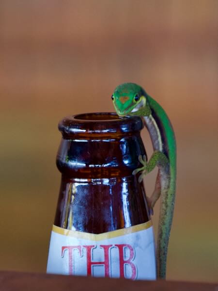 Lined Day Gecko (Phelsuma lineata lineata)