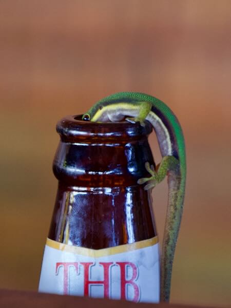 Lined Day Gecko (Phelsuma lineata lineata)