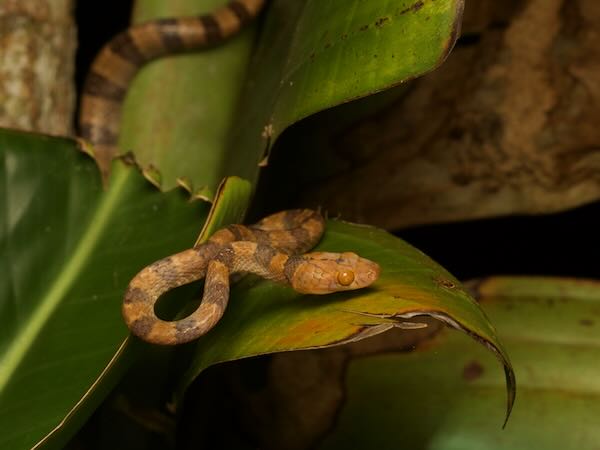 unidentified species (Lycodryas Palmarium)