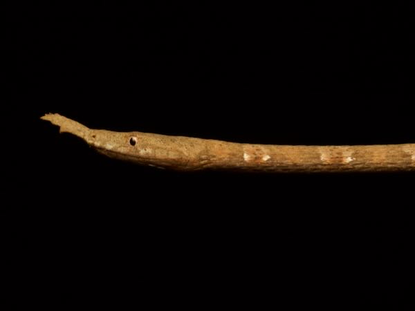 Malagasy Leaf-nosed Snake (Langaha madagascariensis)