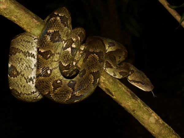 Madagascar Tree Boa (Sanzinia madagascariensis)