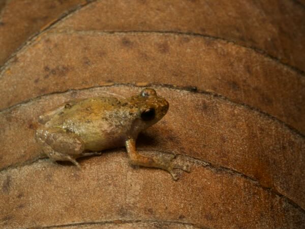 Boulenger’s Climbing Frog (Anodonthyla boulengerii)