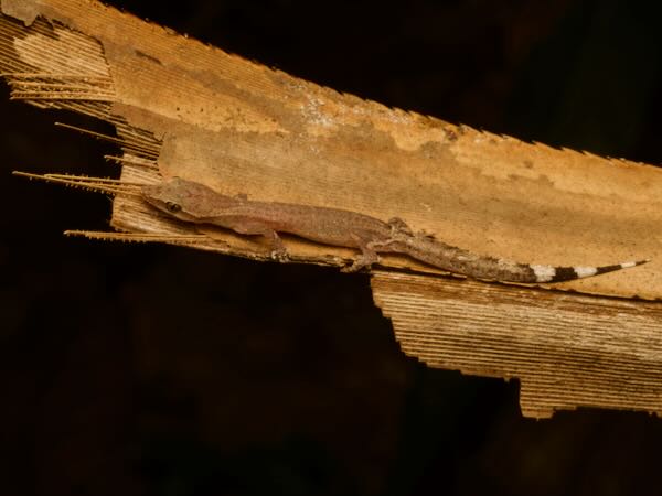 Boettger’s Clawless Gecko (Ebenavia boettgeri)