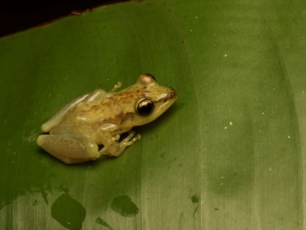 unidentified species (Guibemantis Palmarium)