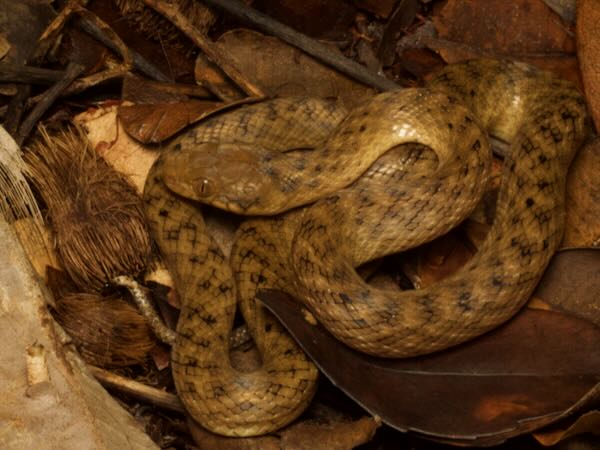 Malagasy Cat-eyed Snake (Madagascarophis colubrinus)