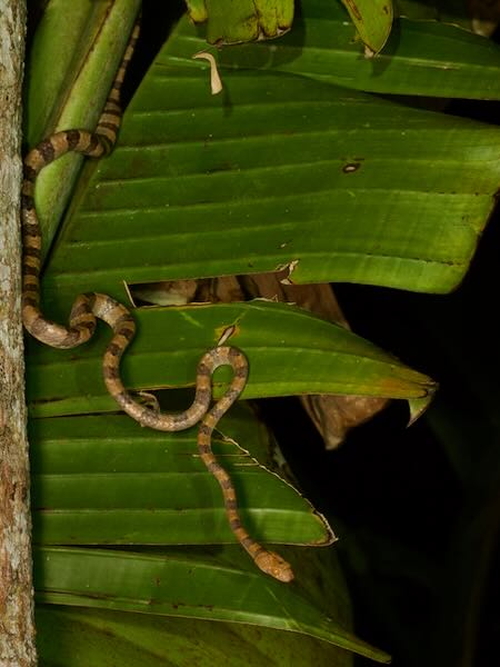 unidentified species (Lycodryas Palmarium)