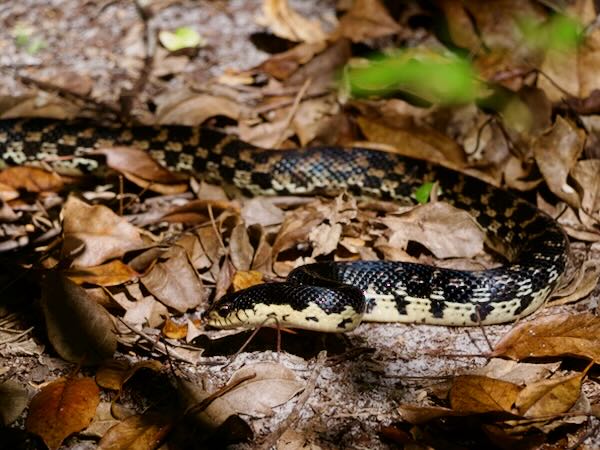 Madagascar Hog-nosed Snake (Leioheterodon madagascariensis)