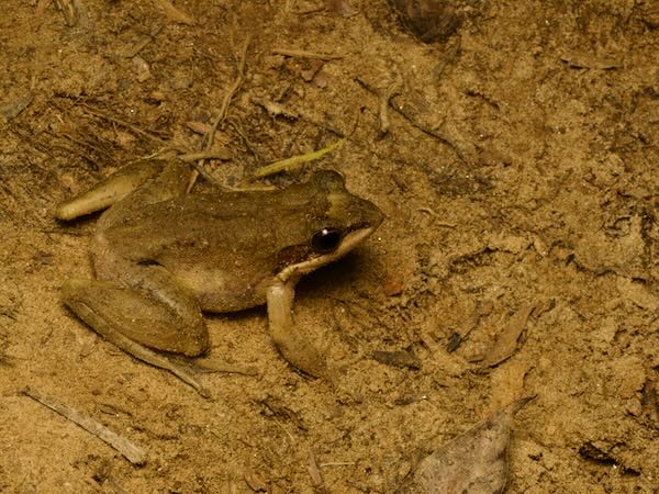 unidentified species (Mantidactylus "femoralis")