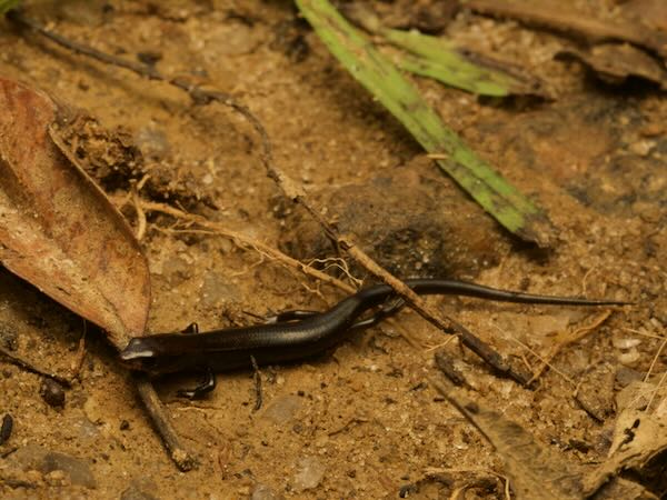 Common Madagascar Skink (Madascincus melanopleura)