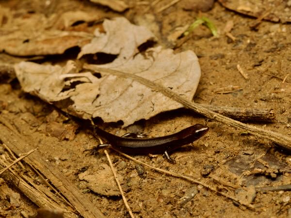 Common Madagascar Skink (Madascincus melanopleura)