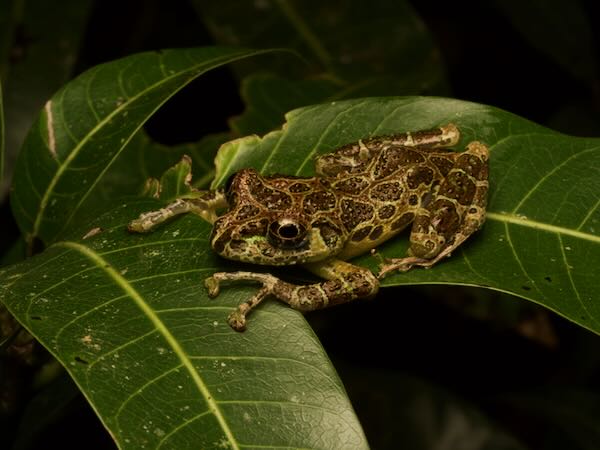 Peracca’s Madagascar Frog (Spinomantis peraccae)