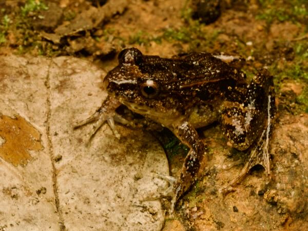 unidentified species (Mantidactylus betsileanus/katae)