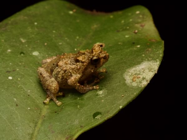 no known English name (Anodonthyla pollicaris)