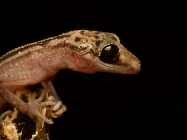 Graceful Madagascar Ground Gecko (Paroedura gracilis)