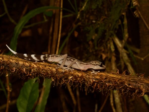 Graceful Madagascar Ground Gecko (Paroedura gracilis)