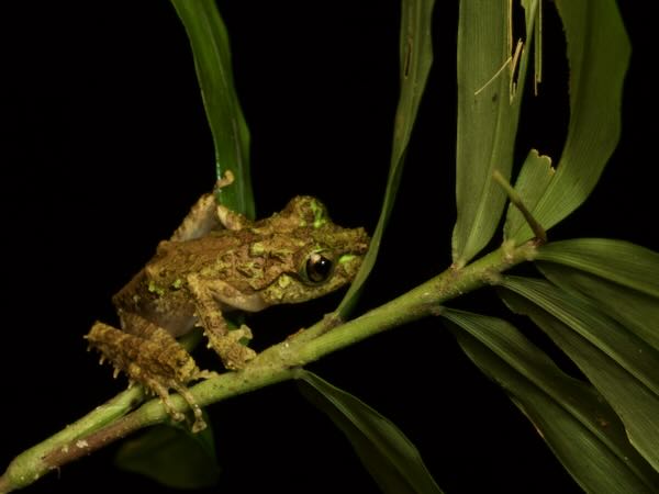 Anamalozoatra Madagascar Frog (Spinomantis aglavei)