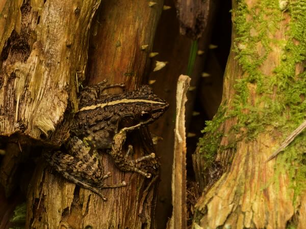 unidentified species (Mantidactylus "femoralis")