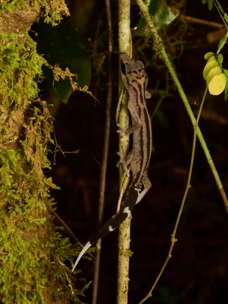 Graceful Madagascar Ground Gecko (Paroedura gracilis)