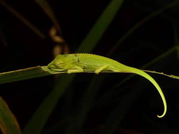 Perinet Chameleon (Calumma gastrotaenia)