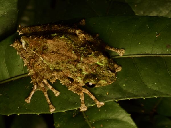 Anamalozoatra Madagascar Frog (Spinomantis aglavei)