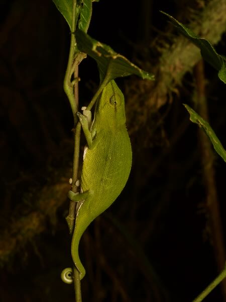 Perinet Chameleon (Calumma gastrotaenia)