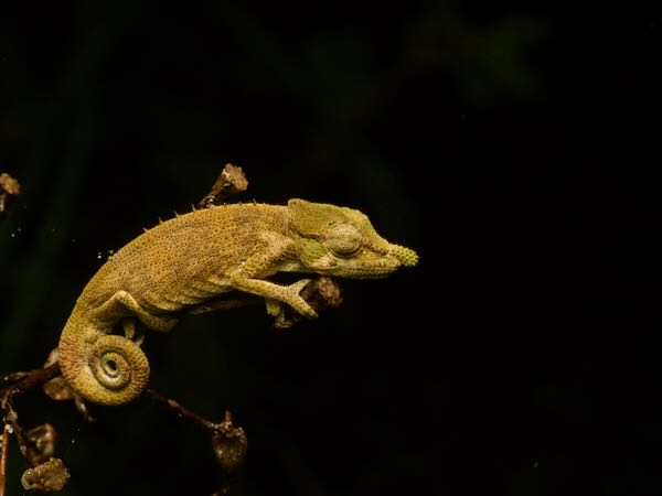 Ranomafana Nosed Chameleon (Calumma tjiasmantoi)