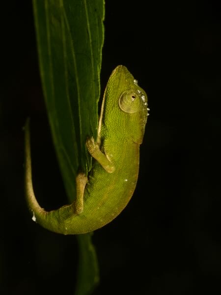 Glaw’s Chameleon (Calumma glawi)