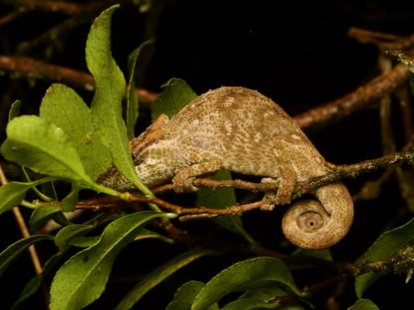 Cryptic Chameleon (Calumma crypticum)