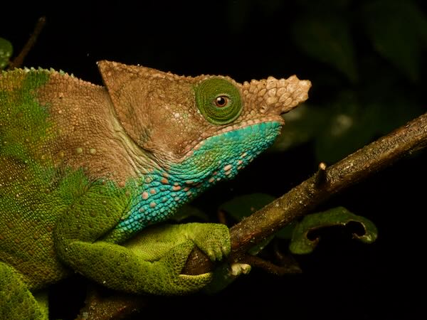 O’Shaugnessy’s Chameleon (Calumma oshaughnessyi)