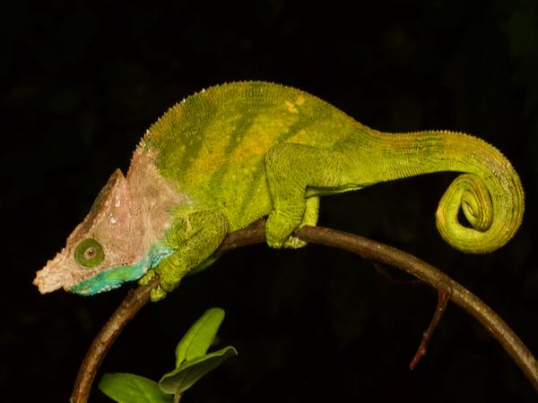 O’Shaugnessy’s Chameleon (Calumma oshaughnessyi)