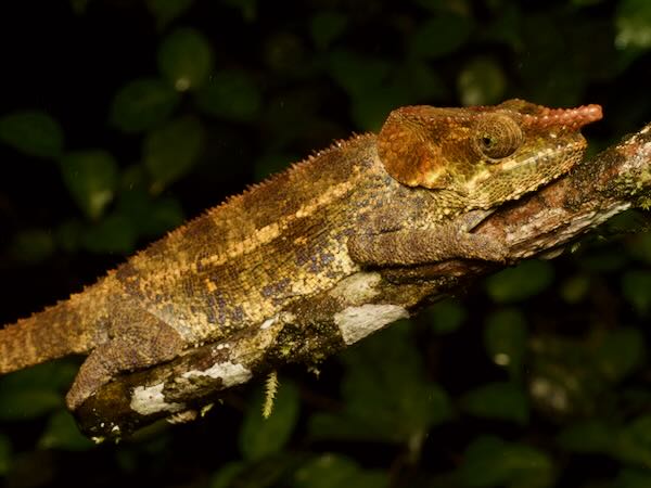 Cryptic Chameleon (Calumma crypticum)