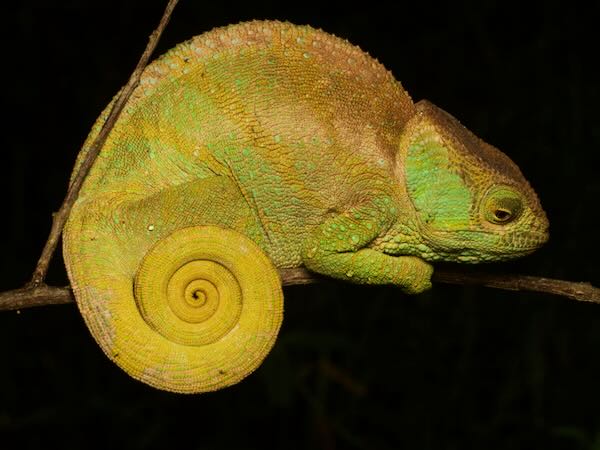 O’Shaugnessy’s Chameleon (Calumma oshaughnessyi)