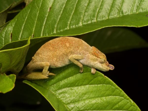 Ranomafana Nosed Chameleon (Calumma tjiasmantoi)