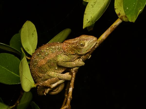 Cryptic Chameleon (Calumma crypticum)