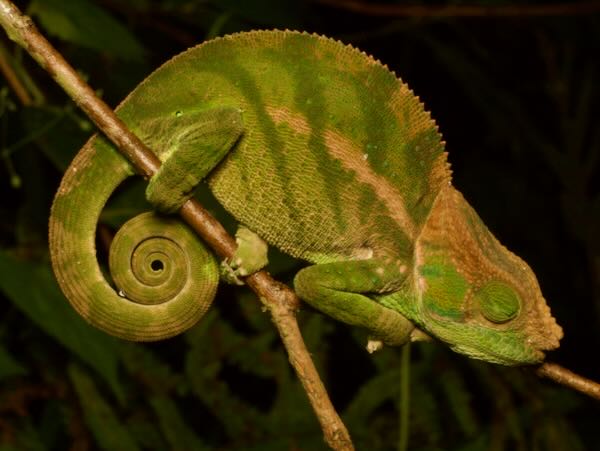 O’Shaugnessy’s Chameleon (Calumma oshaughnessyi)