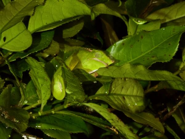 Canopy Chameleon (Furcifer willsii)