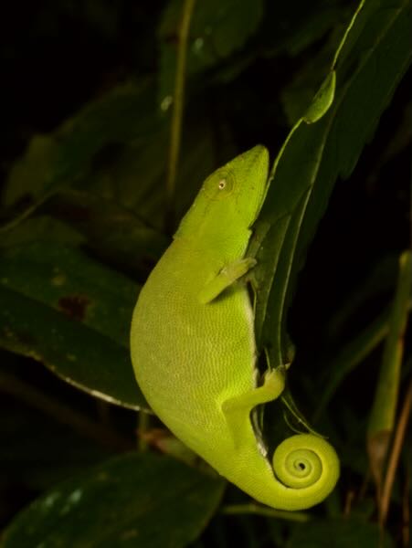 Glaw’s Chameleon (Calumma glawi)