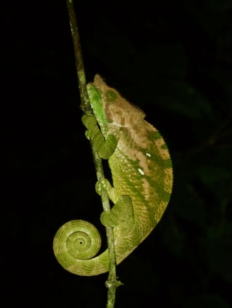 O’Shaugnessy’s Chameleon (Calumma oshaughnessyi)