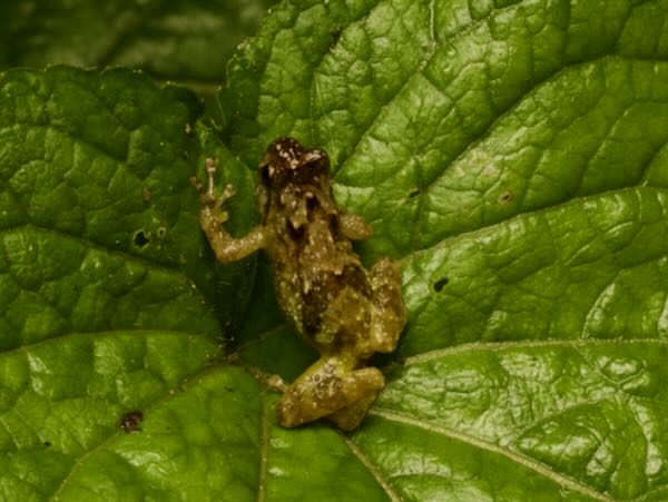 no known English name (Anodonthyla moramora)