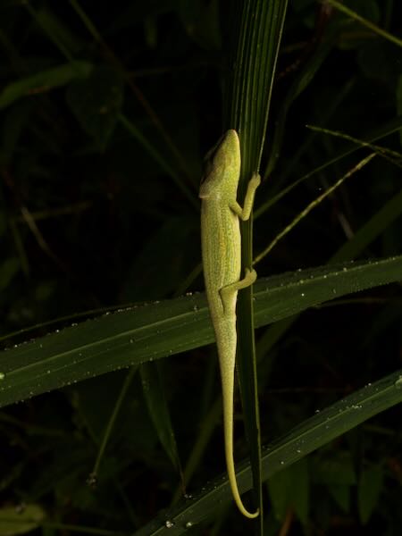 Glaw’s Chameleon (Calumma glawi)