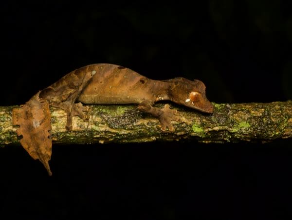 Satanic Leaf-tailed Gecko (Uroplatus phantasticus)