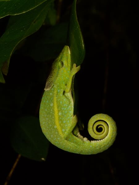 Glaw’s Chameleon (Calumma glawi)