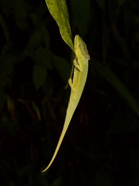 Glaw’s Chameleon (Calumma glawi)